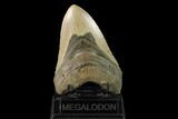 Fossil Megalodon Tooth - North Carolina #147523-2
